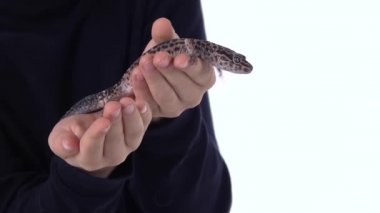 Çocuk leopar Eublefar 'ı beyaz arka planda tutuyor. Ağır çekim. Kapat.