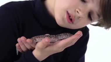 Çocuk elinde tutuyor ve beyaz arka planda leoparı dikkatlice inceliyor. Ağır çekim. Kapat.