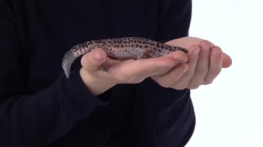 Çocuk elinde tutuyor ve beyaz arka planda leoparı dikkatlice inceliyor. Ağır çekim. Kapat.