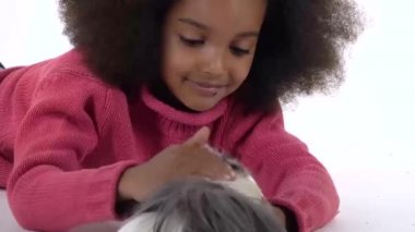 Mutlu Afrikalı kıvırcık kız beyaz arka planda pofuduk Sheltie kobayını okşuyor. Kapatın. Yavaş çekim