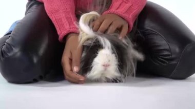 Küçük Afrikalı kız kabarık Sheltie Gine domuzunu beyaz arka planda okşuyor. Kapatın. Yavaş çekim