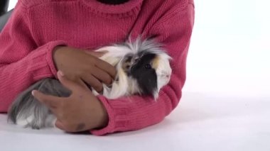 Küçük Afrikalı kız kabarık Sheltie Gine domuzunu beyaz arka planda okşuyor. Kapatın. Yavaş çekim