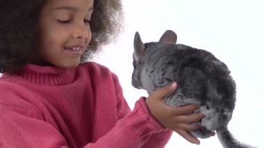 Küçük Afrikalı kıvırcık kız elinde tutuyor ve beyaz arka planda gri çinçillayı dikkatlice inceliyor. Kapatın. Yavaş çekim