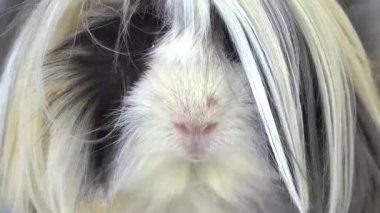 Fluffy Sheltie Gine domuzu beyaz arka planda stüdyoda. Ağır çekim. Kapat.