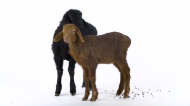 Beyaz arka planda iki küçük koyun. Yavaş çekim.