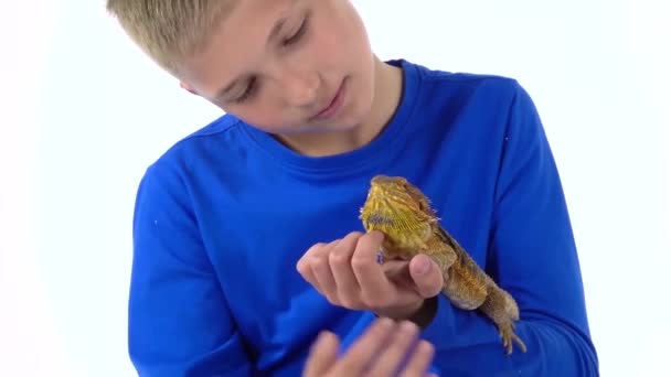 Agama barbudo sentado en la mano del niño y él acariciándola en el fondo blanco. En cámara lenta. De cerca. — Vídeos de Stock