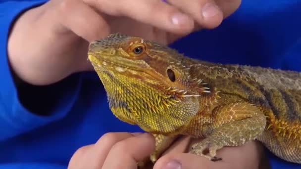 Bearded agama sitting on the hand of boy and he stroking her at white background. Slow motion. Close up — Stock Video