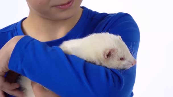 Niño feliz está sosteniendo albinos hurón furo con ojos rojos en el fondo blanco. En cámara lenta. De cerca. — Vídeos de Stock