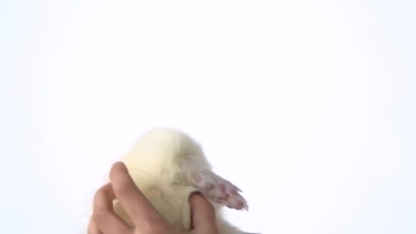 Happy boy is holding albinos ferret furo with red eyes at white background. Slow motion. Close up — Stock Video