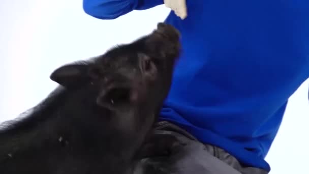 Garçon nourrit petit cochon noir mini pigat à fond blanc. Au ralenti. Gros plan 