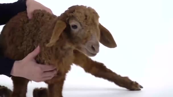 Boy is stroking brown lamb at white background. Slow motion. Close up — Stock Video