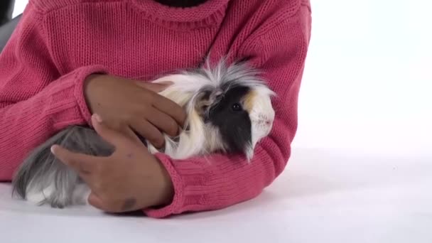 Liten afrikansk flicka stroking fluffig Sheltie marsvin på vit bakgrund. Närbild. Långsamma rörelser — Stockvideo