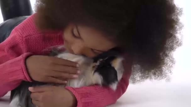 Feliz niña rizada africana está acariciando esponjoso Sheltie conejillo de indias en el fondo blanco. De cerca. Movimiento lento — Vídeos de Stock