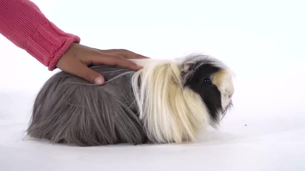 Fluffy Sheltie guinea pig is sitting and hand little african girl is stroking her. Slow motion. Close up — Stock Video