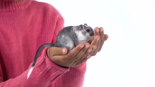 Little african girl is holding large decorative gray rodent with a wool tail at white background. Close up. Slow motion — Stock Video