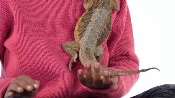 Little african curly girl is holding and stroking Bearded agama at white background. Close up. Slow motion — Stock Video