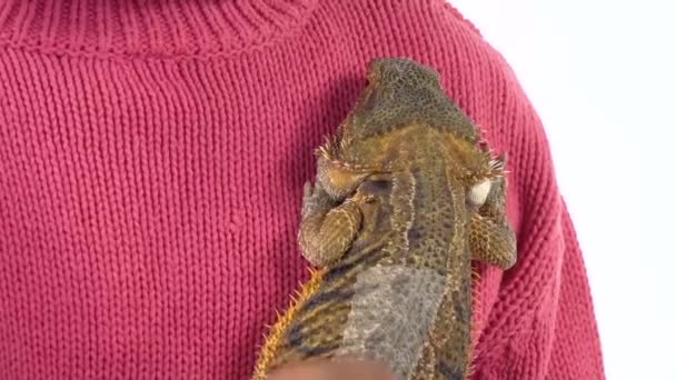 Bearded agama at the shoulder of little african girl against white background. Close up. Slow motion — Stock Video