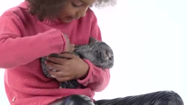 Klein Afrikaans krullend meisje houdt grijze chinchilla vast op een witte achtergrond. Sluit maar af. Langzame beweging — Stockvideo