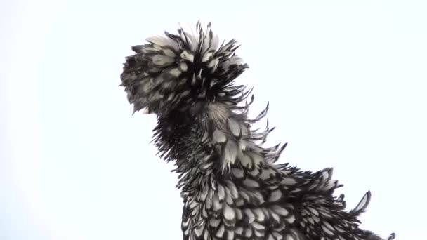 Gekleurde kuif decoratieve kip, pluizige grappige veren hoofd op witte achtergrond in de studio. Langzame beweging. Sluiten. — Stockvideo