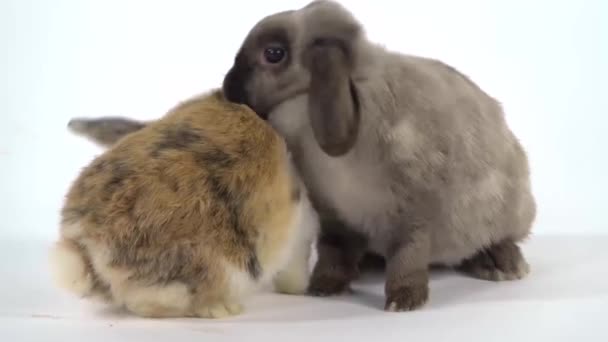 Dois coelhos coloridos estão tocando em fundo branco no estúdio. Fecha. Movimento lento — Vídeo de Stock