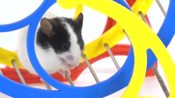 Décoratif mignon rat gros plan dans une roue à fond blanc — Video