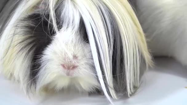 Fluffy Sheltie conejillo de indias está sentado con conejillo de indias de pelo corto en el fondo blanco en el estudio. En cámara lenta. De cerca. — Vídeos de Stock