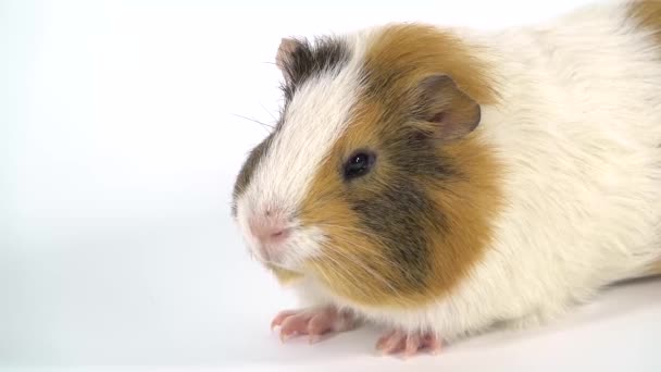 Short-haired colored guinea pig at white background in studio. Slow motion. Close up — Stock Video