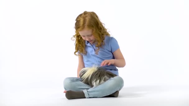 Rothaarige kleine Mädchen mit lockigem Haar streicheln flauschige Sheltie Meerschweinchen vor weißem Hintergrund. Zeitlupe — Stockvideo