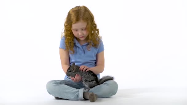 Niña pelirroja con el pelo rizado sostiene chinchilla gris en el fondo blanco. Movimiento lento . — Vídeos de Stock