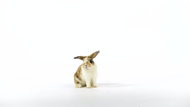 Bonito coelho colorido farejando e olhando em torno de fundo branco no estúdio. Movimento lento — Vídeo de Stock