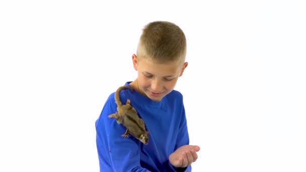Cukr marsupial létání nebo vačice na ruku chlapce a on hladí ji na bílém pozadí. Zpomalený pohyb. — Stock video