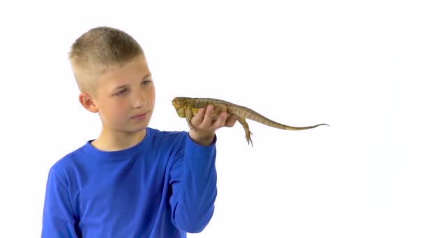 Bärtige Agamas sitzen auf der Hand eines Jungen und er untersucht sie sorgfältig auf weißem Hintergrund. Zeitlupe. — Stockvideo