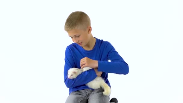 Niño está sosteniendo y acariciando albinos hurón furo con los ojos rojos en el fondo blanco. Movimiento lento . — Vídeos de Stock