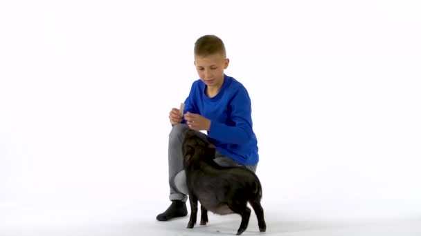 Boy is feeding little black piggy mini pigat at white background. Slow motion. — Stock Video