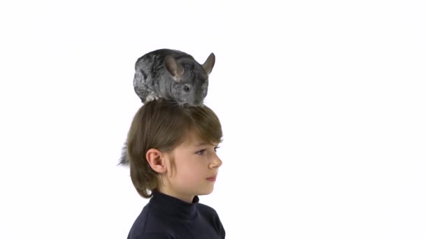 男の子は白い背景で頭の灰色のチンチラを握っています。スローモーション. — ストック動画
