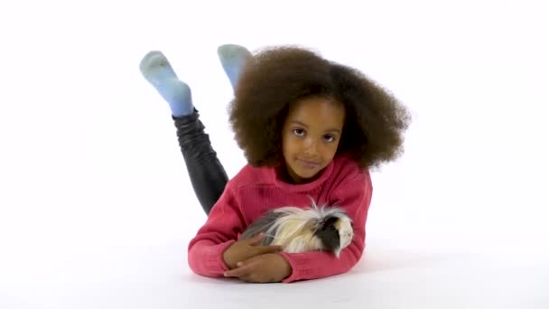 Feliz niña rizada africana está acariciando esponjoso Sheltie conejillo de indias en el fondo blanco. Movimiento lento — Vídeo de stock