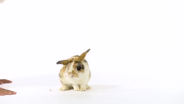 Schattig driekleurig konijn snuffelt en kijkt om zich heen, hand kleine Afrikaanse meisje streelt hem. Langzame beweging — Stockvideo