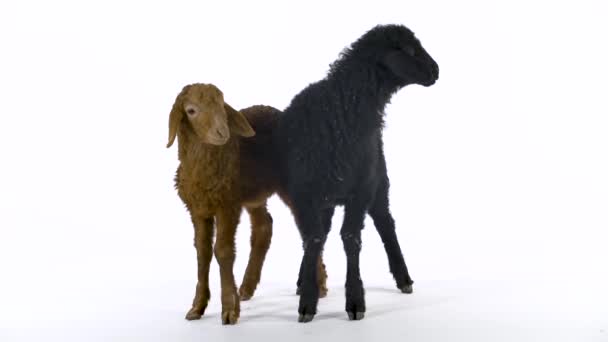 Dos pequeñas ovejas sobre un fondo blanco. Movimiento lento . — Vídeos de Stock