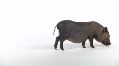 Şirin cüce evcil domuz stüdyoda yürüyor ve yemek yiyor. Yavaş çekim