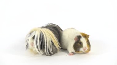 Fluffy Sheltie kobayı kısa saçlı kobayla stüdyoda beyaz arka planda oturuyor. Yavaş çekim.