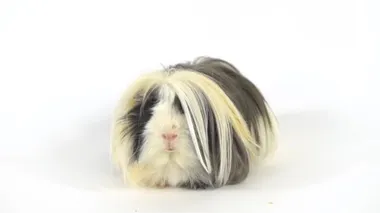 Fluffy Sheltie Gine domuzu beyaz arka planda stüdyoda. Yavaş çekim.