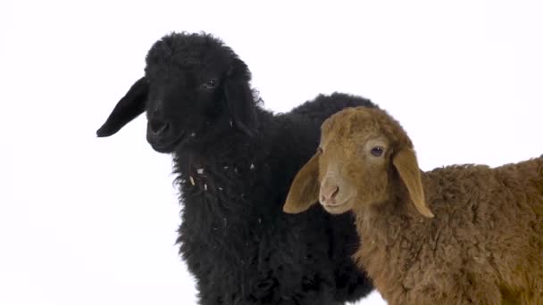 Dos pequeñas ovejas sobre un fondo blanco. Movimiento lento . — Vídeo de stock