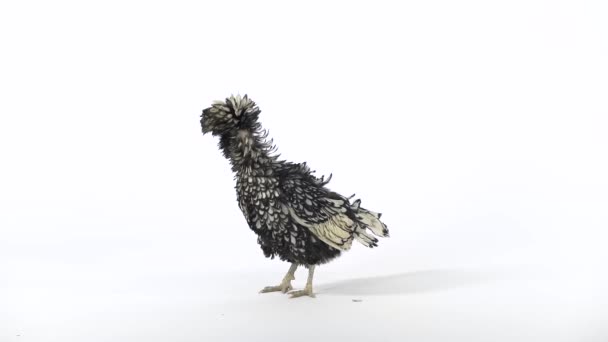 Gallina decorativa crestata colorata, soffice e divertente testa di piuma su sfondo bianco in studio. Rallentatore — Video Stock