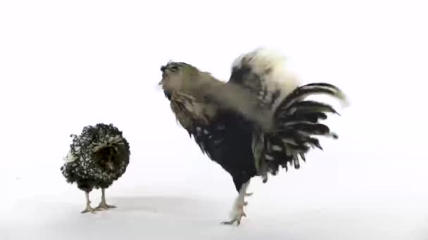 Colored crested decorative hens, fluffy funny fancy feather head at white background in studio. Slow motion — Stock Video