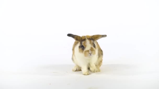 귀여운 색깔의 토끼가 냄새를 맡고 스튜디오의 하얀 배경을 둘러 봅니다. 느린 동작 — 비디오