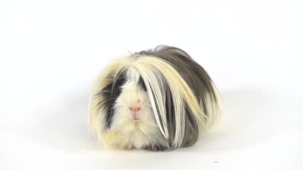 Flauschiges Sheltie-Meerschweinchen vor weißem Hintergrund im Studio. Zeitlupe. — Stockvideo