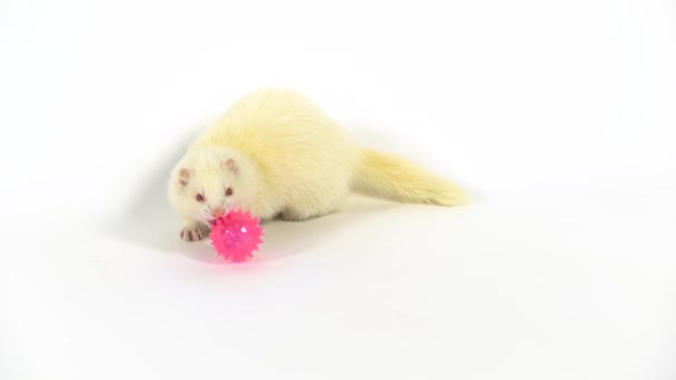 Albinos vadászgörény furo piros szemekkel rágcsál egy csillogó rózsaszín labdát tüskékkel fehér háttérrel. Lassú mozgás.. — Stock videók