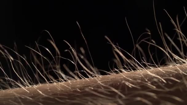 Goose Bump, Macro, Günbatımı Saati — Stok video