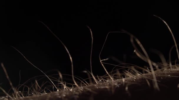 Silhouette Arms Hairs Standing Up, Macro — Stock Video