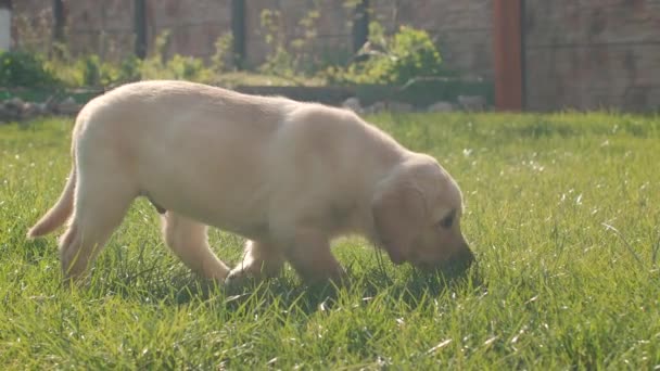 La cámara lenta de un cachorro de perro labrador está caminando en un parque verde en un día soleado . — Vídeo de stock